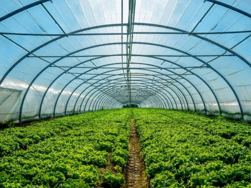 Армированная пленка для теплиц: как выбрать и где купить в Кишиневе? 3 Polycarbonate.md Folie armată pentru solar: cum să alegi și unde să cumperi în Chișinău? - Polycarbonate.md